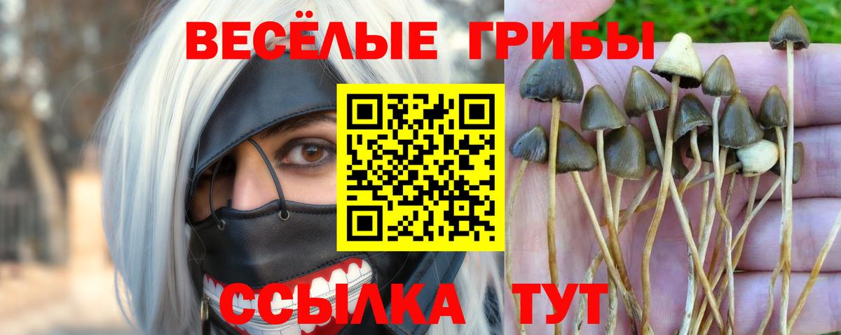 Псилоцибиновые грибы Psilocybine cubensis Белогорск